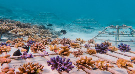 Остров Furanafushi - Sheraton Maldives Full Moon Resort & SPA